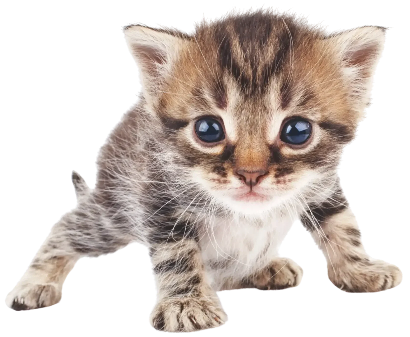 Gatos Quito